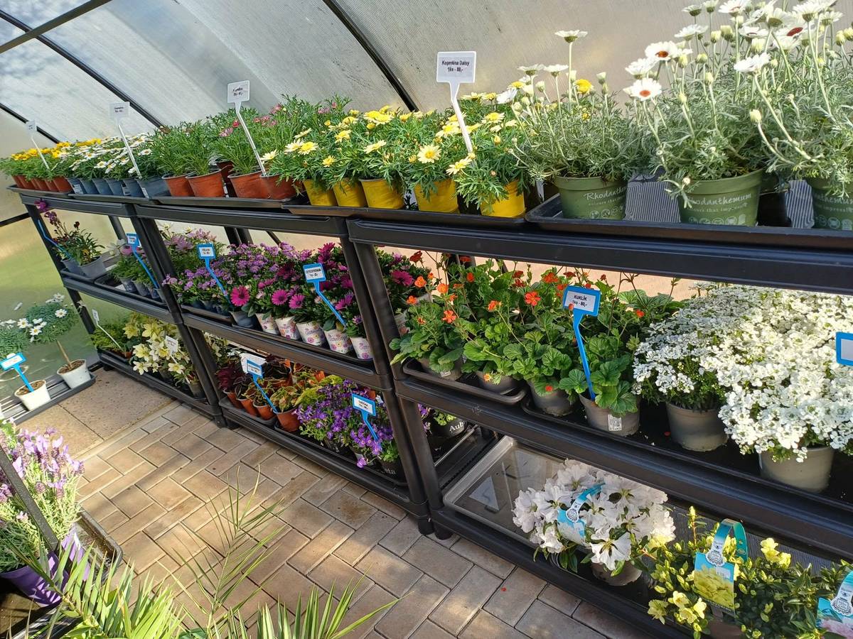 Prodej sadby, květin, trvalek. Dnes a celý víkend otevřeno od 9 do 19 hodin. Slemeno 41, 732 538 287 p. Müllerová