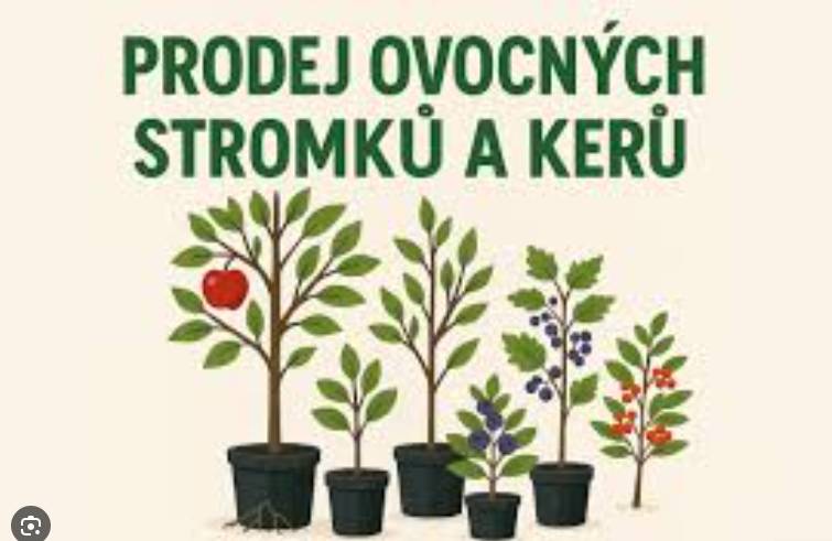 v nabídce: meruňky, třešně srdcovky, jabloně, broskve, nektarinky, hrušky, švestky,  višně, ořechy, moruše, kdoule, lísky, angrešty odolné proti padlí, rybízy, kanadské borůvky, muchovníky (indiánské borůvky), vinná réva a růže různých barev.  V nabídce bude také hnojivo na podporu růstu