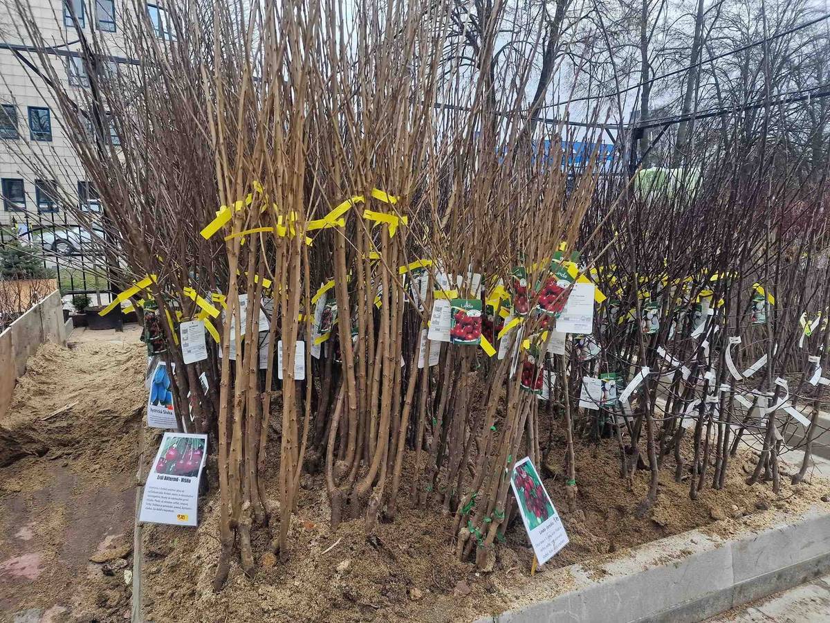 Firma Kohoplant,  predajca ovocných drevín, kríkov, drobného ovocia a ruží,  ponúka na predaj  stromčeky na jarnú výsadbu.  V ponuke sú aj odrody so zvýšenou odolnosťou voči mrazom. Predávať sa budú: marhule, jablone, broskyne, hrušky, slivky, višne, orechy, dule, egreše, čučoriedky,  a iné.  Uvedený tovar si môžete zakúpiť dňa 16.4.2026  o 11:20 hod. pred  budovou obecného úradu.