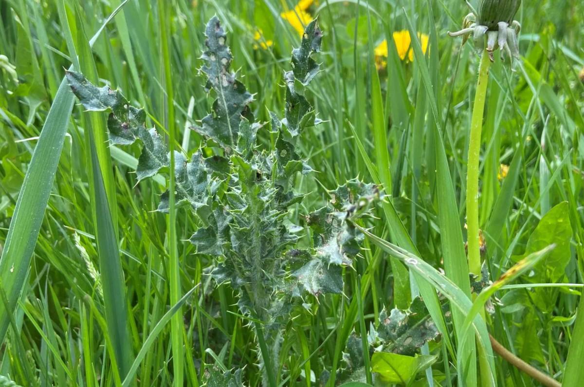 Upozornenie vydáva pozemkový a lesný odbor Okresného úradu v Žiari nad Hronom.
