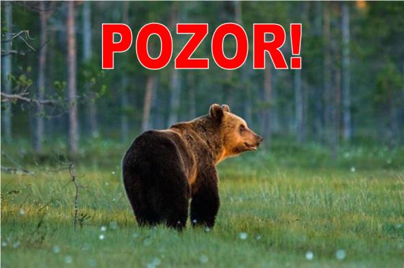Obecný úrad Jatov obdržal informáciu o spozorovaní medveďa hnedého v katastri obce Rastislavice. Táto informácia zatiaľ nie je oficiálne potvrdená, napriek tomu vás žiadame o zvýšenú opatrnosť pri pohybe v obci aj v jej okolí, najmä v okrajových častiach a v prírode. Situáciu aktuálne preverujú príslušné orgány. V prípade, že spozorujete medveďa, neváhajte to bezodkladne oznámiť na čísle 158 alebo na Obecnom úrade a na telefónnom čísle    0903/575 873. O ďalšom vývoji vás budeme včas informovať. Ďakujeme za pochopenie a opatrnosť.
