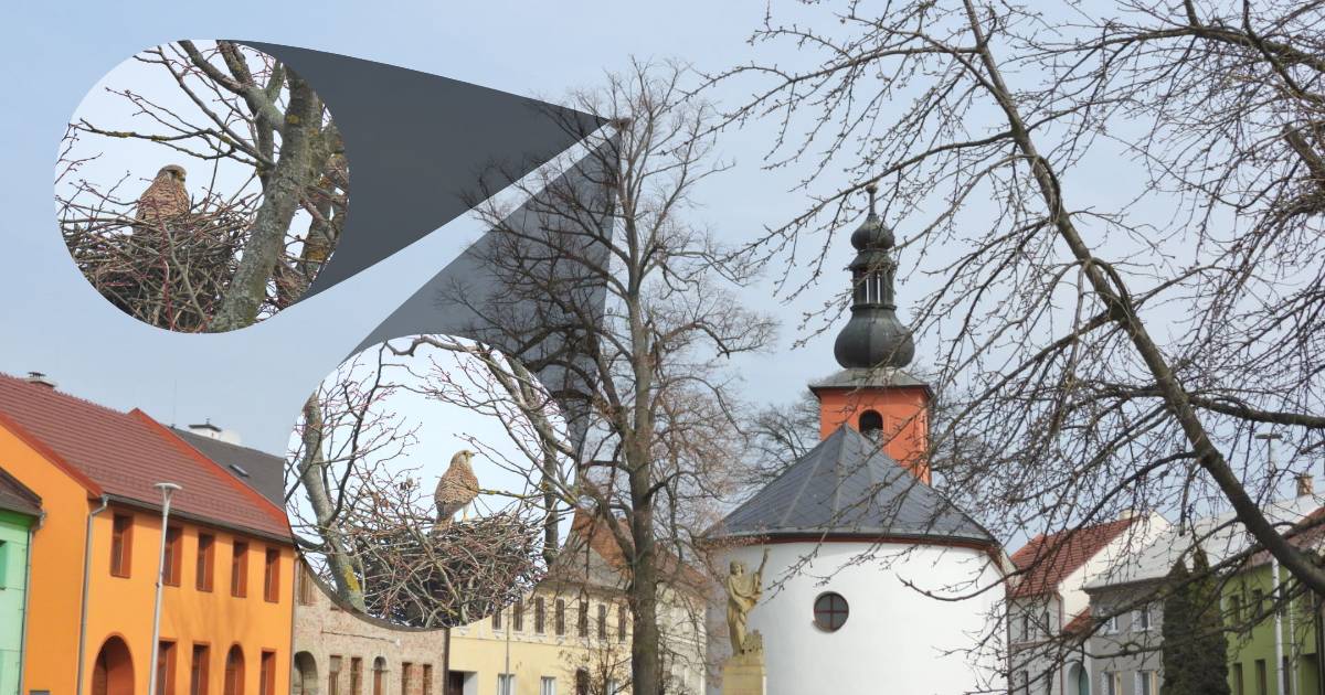 Příroda občas nabízí nečekaná a překvapivě účinná řešení na problémy, se kterými si my lidé dlouho nevíme rady. Tradiční metody boje s přemnoženými holuby na historických památkách, jako jsou věžičky kapliček, bývají často náročné na údržbu, drahé a ne vždy 100% efektivní. Instalace sítí, hrotů nebo ultrazvukových odpuzovačů vyžaduje lidský zásah, finance a neustálou kontrolu. A pak se objeví řešení, které nevyžaduje ani korunu, ani lidskou ruku. Jedno jediné hnízdo dravců, postavené v blízkosti kapličky, dokáže zázraky. Přirozený instinkt dravců, pro které jsou holubi vítanou kořistí, se postará o "úklid". Věžička, která byla léta obsazena holuby, se najednou stane prázdnou. Tento příběh je jasným důkazem toho, že soužití s přírodou nám může přinášet nečekané výhody. Místo abychom se snažili přírodu ovládat a přizpůsobovat ji našim potřebám, měli bychom se naučit respektovat její mechanismy a využívat je ve svůj prospěch. Někdy stačí jen nechat věcem volný průběh a příroda si s problémy poradí sama, bez zbytečného lidského zásahu.