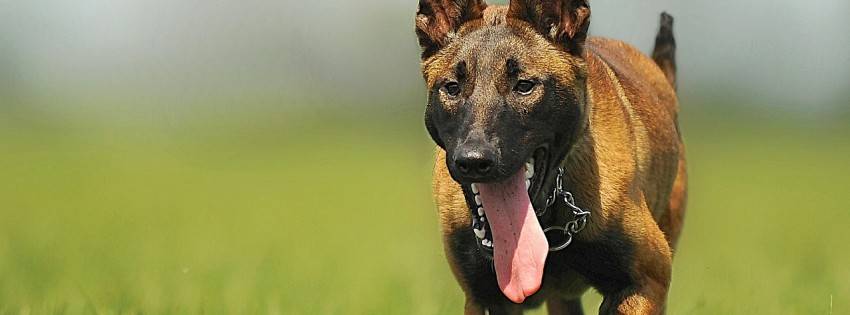 Každý pes držaný nepretržite viac ako 6 mesiacov v k.ú. Obce Stožok podlieha evidencii psov. Držiteľ psa je povinný prihlásiť psa do evidencie na Obecnom úrade v Stožku v lehote do 30 dní od uplynutia pol roka  držby psa.