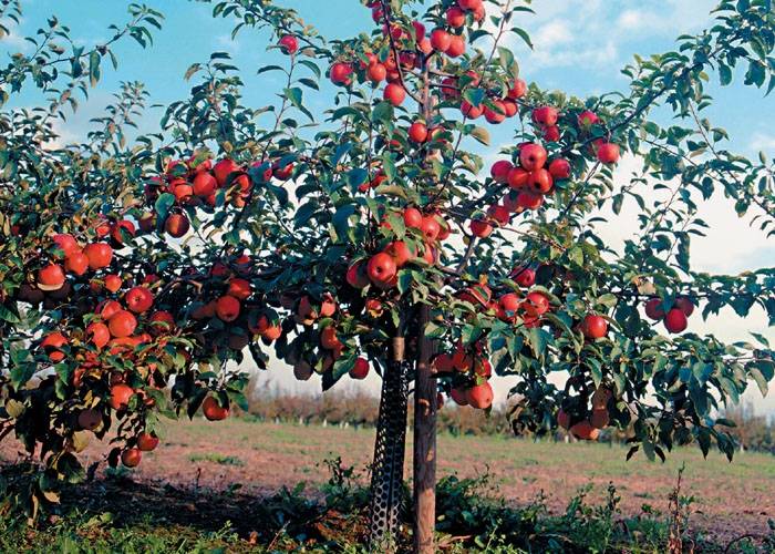 Dne 20.4.2026 ve 14:40 hodin proběhne před obecním úřadem prodej ovocných stromků.