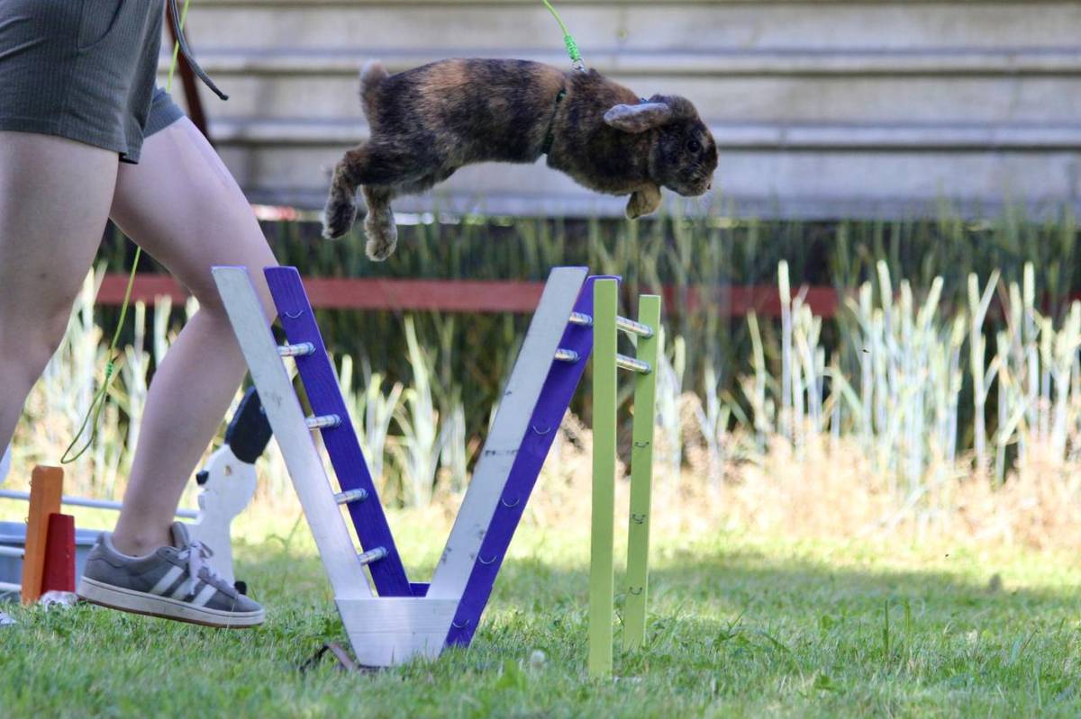 Chovatelé Olešnice Vás zvou na závod v králičím Hopu.