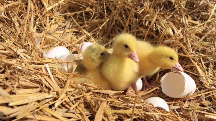 Drůbežárna Prace bude v pátek 24.4.2026 prodávat mladé kuřice a kohouty, slepice po roce snášky za 140Kč,  brojlerová kuřata, káčata, housata a husokačeny Mulard,  krmivo pro drůbež a králíky, vitamínové doplňky a dále pak vykupovat králičí kožky - cena 10 Kč/ks. Prodej se uskuteční v 13:30 hod. na náměstí v Hustopečí nad Bečvou.