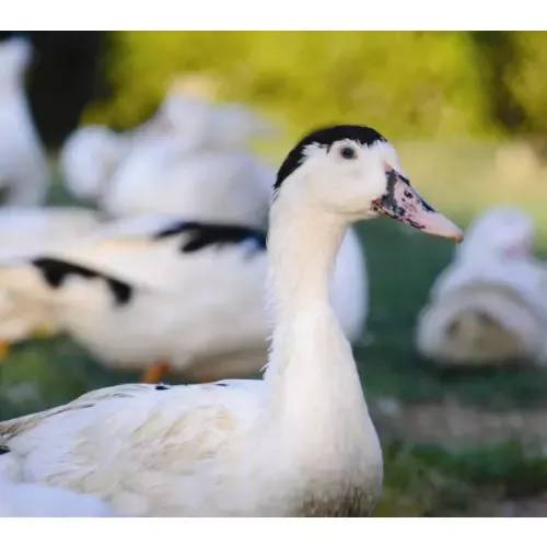 Hydinárska farma v Pašienkoch bude v stredu  22.04.2026 o 11.15 h  bude predávať na trhovisku za pekárňou za akciovú cenu:  -čerstvo chladené domáce vykŕmené husokačky s drobkami a pečeňou, s priemernou váhou  4,5 kg až 5 kg cena za 1 kg 8,50 € -samostatné kačacie pečene -kačacia pečeň so sadlom v balení od 0,90 kg do 1,30 kg Na trhovisku sa zdržia 15 minút.