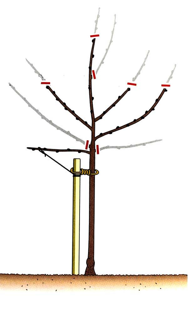 prodej před OÚ v 10.30 hodi