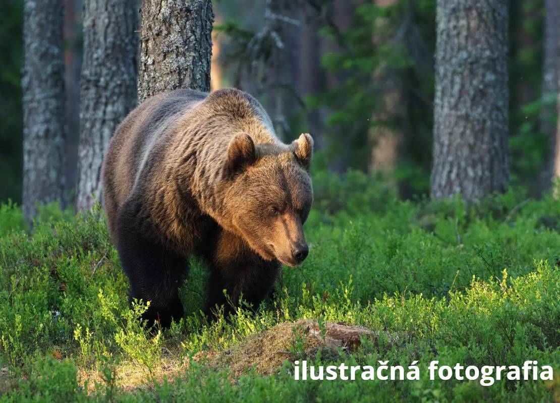 Upozorňujeme občanov, že v uplynulých dňoch bol zaznamenaný pohyb medveďa v miestnej časti "Oselné, Močare a ponad Vreščovku".  Žiadame všetkých obyvateľov o zvýšenú opatrnosť pri pohybe v okolí domov, záhrad, poľných ciest a lesných okrajov.
