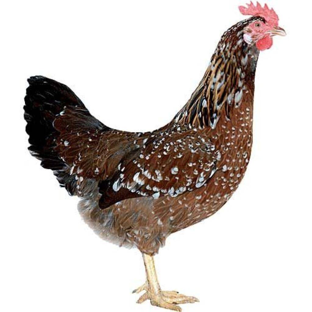 Firma Vojtíšek bude prodávat v neděli 26.4.2026 krmné směsi