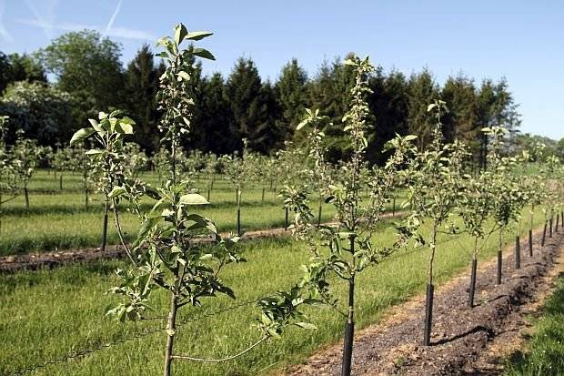 Firma Kohaplant, prodejce ovocných stromků, keřů, drobného ovoce a růží bude nabízet stromky pro jarní výsadbu. V nabídce budou také pozdní odrůdy se zvýšenou odolností proti mrazu. Stromky jsou ošetřeny a kořeny zabaleny, takže se mohou sázet i po 14 dnech.  K prodeji budou: hurmikaki, meruňky, třešně srdcovky, jabloně, broskve, nektarinky, hrušky, švestky,  višně, ořechy, moruše, kdoule, lísky, angrešty odolné proti padlí, rybízy, kanadské borůvky, muchovníky (indiánské borůvky), vinná réva a růže různých barev. V nabídce bude také hnojivo na podporu růstu a ujmutí rostlin. Uvedené položky jsou v nabídce do vyprodání zásob.  Občané si mohou uvedené zboží zakoupit v pátek 24. 4. 2026 ve 12:00 hod. na návsi.