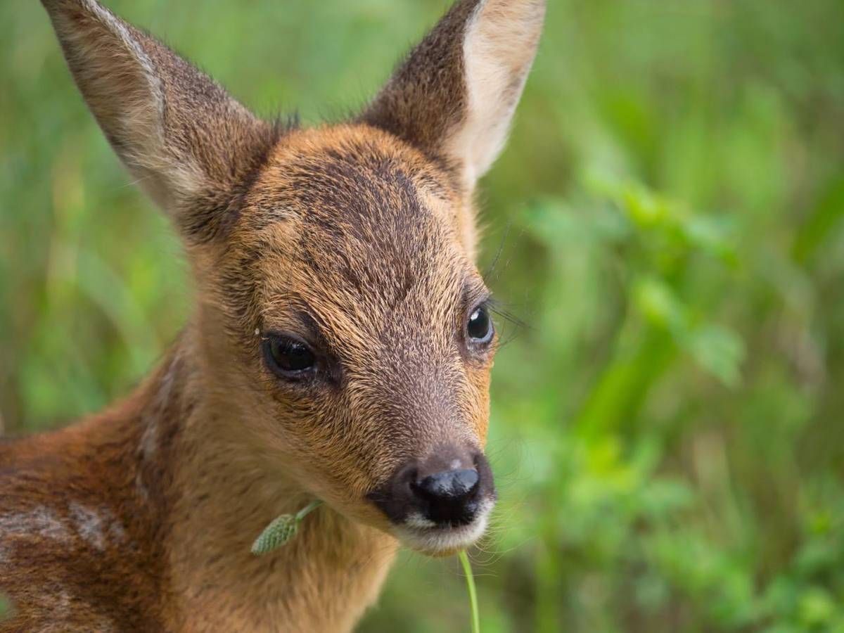 Vážení občané, v období od 1. 5. do 31. 7. bude na místních honitbách a zemědělských plochách v okolí obce probíhat monitoring a záchrana srnčích mláďat a dalších živočichů během jarních senosečí.