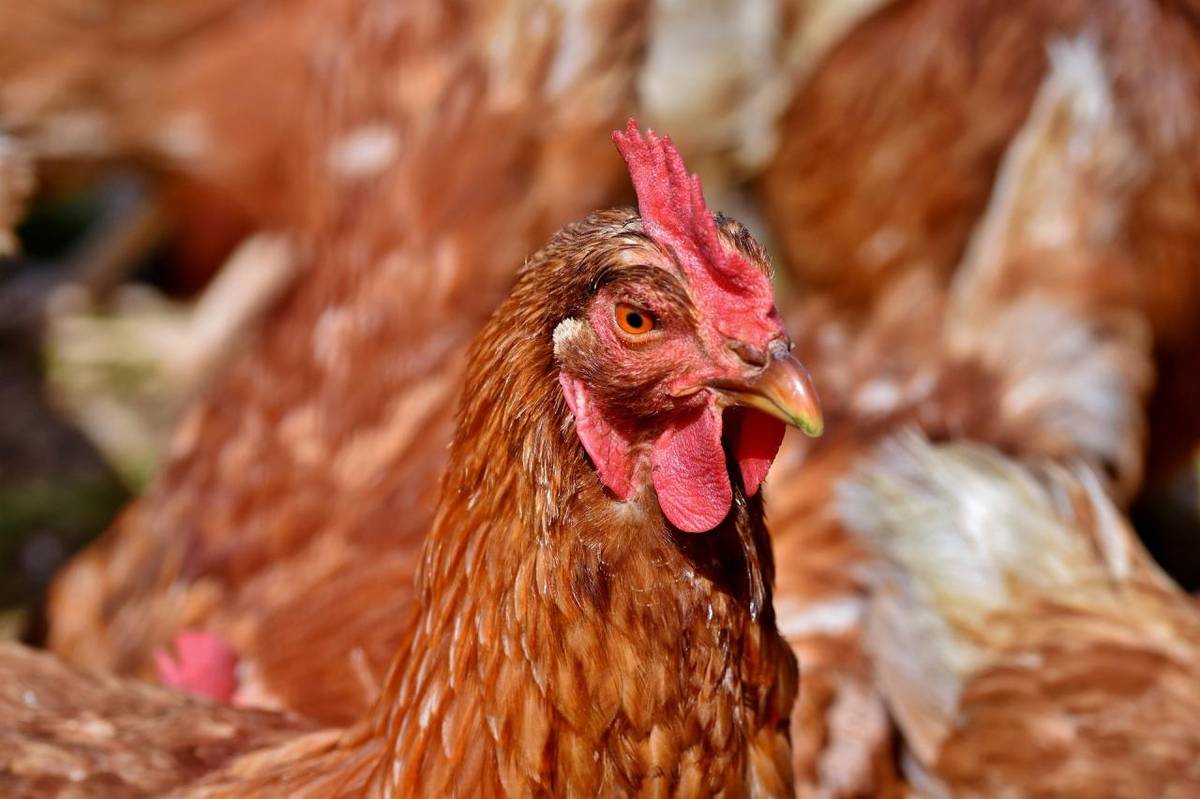 Upozorňujeme občany na mimořádná veterinární opatření v návaznosti na potvrzení výskytu Newcastelské choroby drůbeže v katastrálním území Horní Loděnice. Nařízením veterinární správy bylo vymezeno uzavřené pásmo, do kterého spadá celé území Šternberka včetně místních částí!