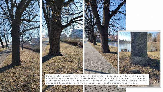 Během dnešního dne 22. dubna a zítřka proběhne v Prostějově ošetření vybraných vzrostlých stromů formou půdní injektáže a aerifikace.                               Číst dál...
