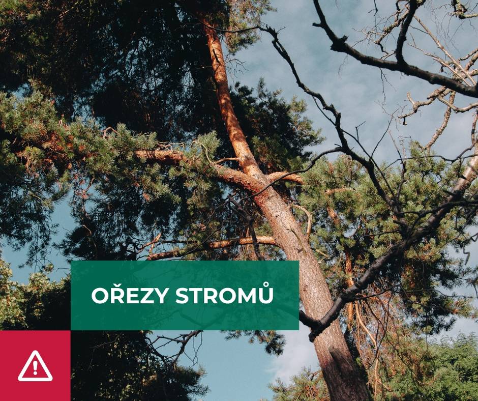 V uplynulých týdnech probíhaly v areálu ZŠ a okolí plánované ořezy stromů, které zadal stavební úřad kvůli padajícím suchým větvím a riziku pádu stromů.