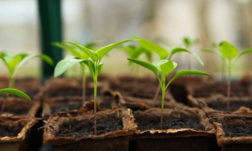 Oznamujeme naším obyvateľom, že 24. apríla 2026, piatok od 11:00 budú predávať na miestnom trhovisku kvalitné zeleninové planty: paradajky, papriky, uhorky, cukety, baklažán, zeler, kaleráb, kučeravý kel, bylinky a peruánsku čerešňu.