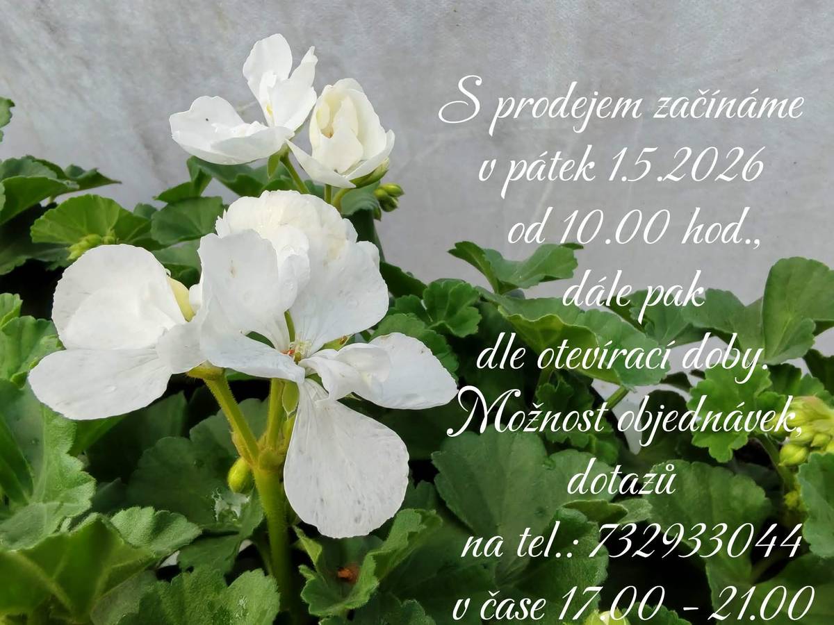 Už se také těšíte na osázení truhlíků, která od jara do podzimu, zdobí vaše okna? Nebo květináčů, které rozehrají váš dvorek, pergolu apod. barvami? Tak se těšte na 1.5.2026, to Danka a Mirek Malí začínají s prodejem letniček, bylinek a sadby zeleniny