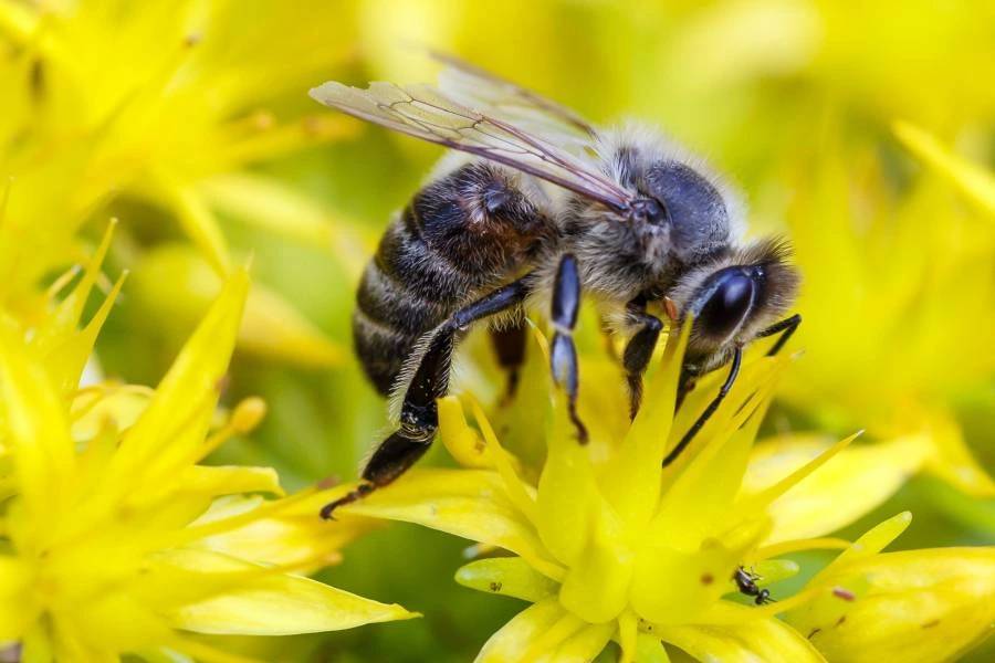 Oznam pre chovateľov včiel- postrek porastov repky –   24. – 26. apríla 2026