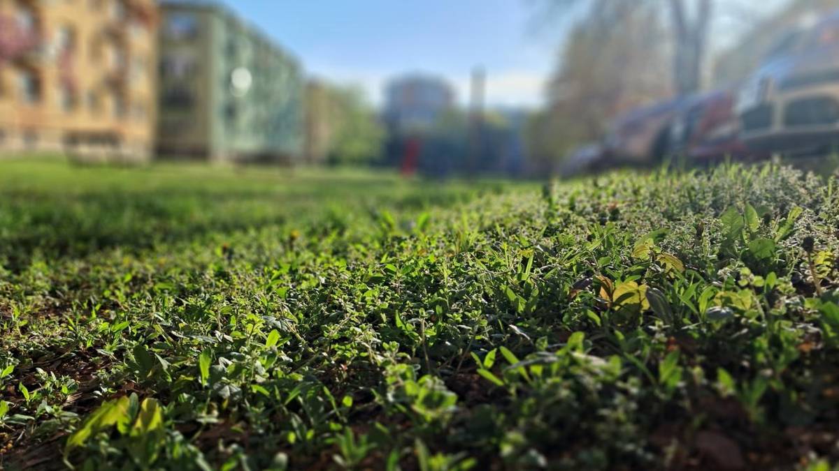 Technická správa města Žatce zahájila tento týden sekání trávy na veřejných prostranstvích.