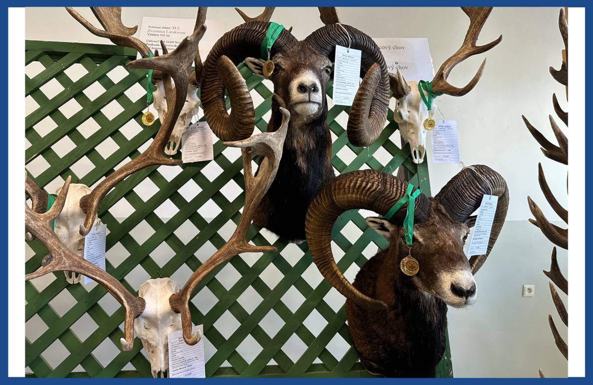 Chovateľská prehliadka a výstava poľovníckych trofejí za sezónu 2025/2026 predstavila výsledky práce poľovníkov z okresu Ilava.