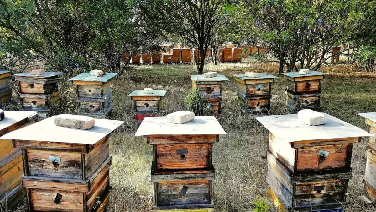 Spoločnosť Agrohont Dudince informuje, že:    z utorka na stredu v čase od 19:00 hod.,  a zo stredy na štvrtok taktiež od 19:00 hod.,  sa bude vykonávať postrek repky.