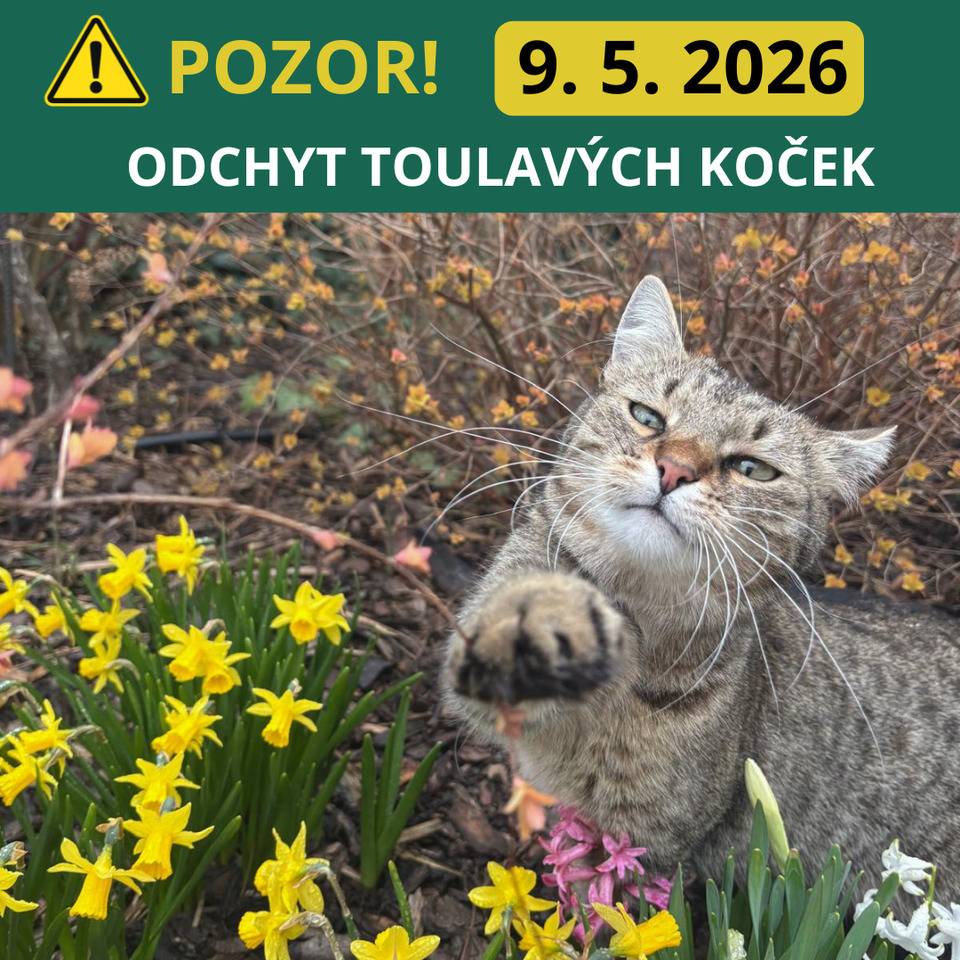 V noci z 9. 5. 2026 na 10. 5. 2026 bude v lokalitě křižovatky ulic Novosibřinská a Zbyslavská prováděn odchyt toulavých koček. Prosíme majitele domácích mazlíčků žijících v okolí odchytu, aby v období od 6. 5. 2026 do 10. 5. 2026 krmili svá zvířata v uzavřených prostorech a v uvedenou noc zajistili své mazlíčky proti úniku z pozemku. Děkujeme za spolupráci.