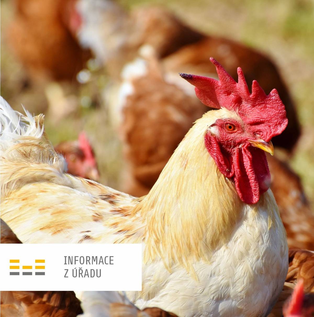 Krajská veterinární správa Státní veterinární správy pro Moravskoslezský kraj (dále také „KVS“) nařizuje mimořádná veterinární opatření k zamezení šíření nebezpečné nákazy – Newcastelské choroby drůbeže v Moravskoslezském kraji, a to na základě potvrzení výskytu této nákazy v chovu drůbeže v lokalitě Zamarski, v obci Hażlach, ve Slezském vojvodství, v Polsku. KVS tímto vymezuje uzavřené pásmo, které se sestává z pásma dozoru, kam spadají tato katastrální území: Český Těšín, Dolní Žukov, Horní Žukov, Koňákov, Mistřovice, Mosty u Českého Těšína, Stanislavice Chovatelům ptáků v uzavřeném pásmu se mimo jiné nařizuje poskytnou obci informace k provedení soupisu ptáků na hospodářství, a to nejpozději do 05.05.2026 vyplněním SČÍTACÍHO LISTU DŮBEŽE A JINÝCH PTÁKŮ CHOVANÝCH V ZAJETÍ (viz přílohy).