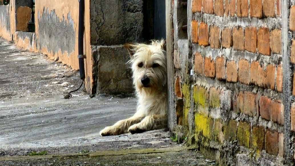 Hnúšťa, 28.4.2026 - Mesto robí výrazný krok k riešeniu problematiky túlavých psov. V spolupráci s Regionálnou veterinárnou a potravinovou správou v Rimavskej Sobote sa zapája do pilotného projektu, ktorý prinesie konkrétne a systémové opatrenia priamo do ulíc.