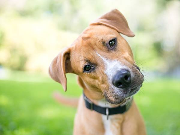 Veterinárna ambulancia MVDr. Skalický oznamuje, že  v obci uskutoční povinné očkovanie psov 01.05.2026 (piatok)  od 8:00 hod. do 8:30 hod. na parkovisku pri viacúčelovej budove. Poplatok je 12 €.