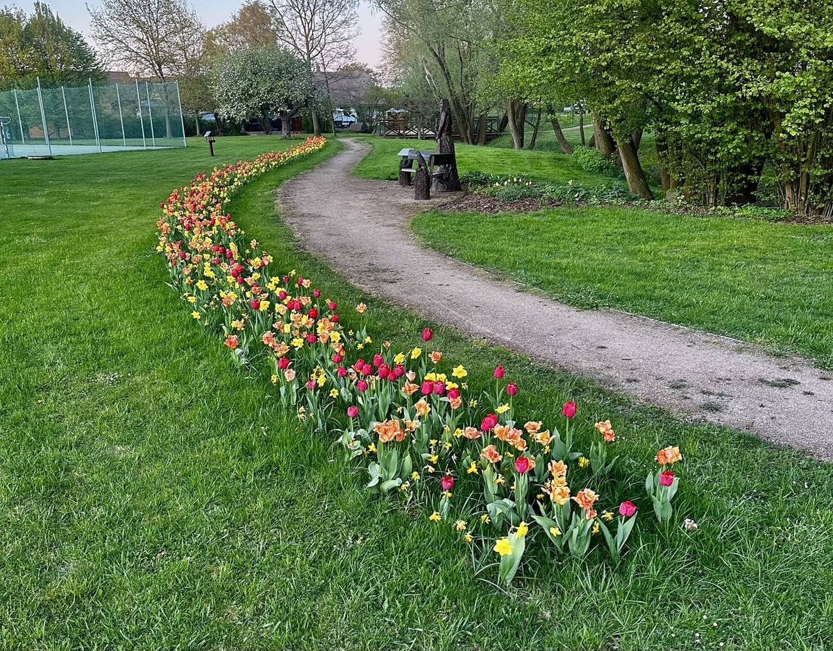 🔥 Dnes 30. 4. 2026 od 18:00 🔥 Přijďte s námi oslavit Filipojakubskou noc (Beltain) – dnes známou jako pálení čarodějnic 🧙♀️ Naši předci se tak chránili před zlými silami a vítali novou, radostnou etapu roku – a to už od dob Keltů a Slovanů. 🌷 Až se půjdete pobavit za rybník, můžete se potěšit pohledem na rozkvetlé cibuloviny na návsi. Ty jsou pod dohledem slovanského boha Roda u naší lavičky ke 100 letům republiky 🔥 Za rybníkem čeká hranice pro čarodějnice i ohniště na opékání buřtů 🍺 Rybáři Dubany pro vás připravili: pivo • limo • buřty... 👉 pro dubanské děti zdarma limo a buřty Těšíme se na vás!