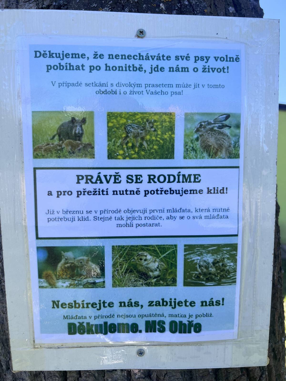 Právě se rodí mláďata - buďte ohleduplní a nepouštějme a nenechávejte vaše mazlíčky na volno. Dekujeme M/S Ohře