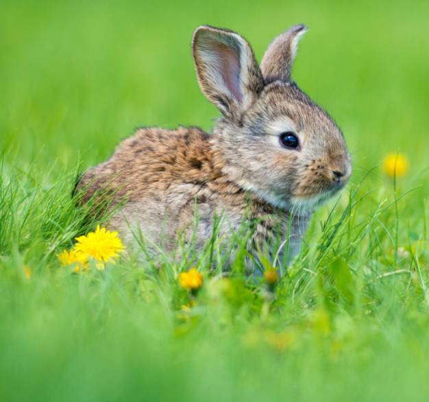 Myslivecký spolek Svratka žádá spoluobčany, aby se v jarních měsících, v době vyvádění mláďat, chovali ohleduplně a měli své čtyřnohé mazlíčky pod kontrolou a pokud možno na vodítku. Děkujeme za pochopení