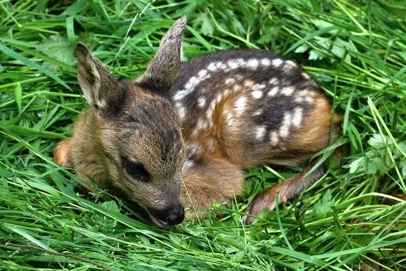 Ohleduplnost ke krajině i jejím obyvatelům je zásadní pro udržitelný život ve městě i mimo něj, na to bychom neměli zapomínat po celý rok. Třeba i v sezóně sečení...   Senoseč, probíhající zejména v květnu a červnu, představuje v naší republice každoročně závažný problém z hlediska ochrany přírody a zvířat. Hlavním problémem je úhyn volně žijících živočichů, zejména srnčat, která se ukrývají ve vysoké trávě a při setkání se zemědělskou technikou neutíkají, ale přitisknou se k zemi, což je jejich přirozená ochrana.  Věděli jste, že pod žacími stroji jen v České republice ročně zahyne až 60 000 srnčat a dalších čerstvě narozených mláďat divoké zvěře a ptactva? Na pomoc divoké zvěři, převážně srnčatům, vznikají po celé České republice spolky, kde se sdružují lidé, kterým to není jedno. Na webové stránce Lokální skupiny - STOP SEČENÍ SRNČAT https://stopsecenisrncat.cz/dobrovolnici/ je uveden výčet spolků podle krajů. V našem okolí fungují spolky Za život srnčat z. s. a Vyhánění srnčat-senoseč, Mladoboleslavsko, které můžete najít na facebooku. Většina spolků se snaží o pořízení dronů s termovizí. Jelikož drony s termovizí představují nejefektivnější vyhledávání zvěře a je jich stále málo, měla by veřejnost vědět, že každý, kdo se o tuto problematiku zajímá, může spolkům pomoci finančně skrz sbírky, které jsou založené třeba na platformě Donio. Než začnete zachraňovat, je ovšem důležité myslet na několik kroků. Můžete kontaktovat myslivce v místě, kde chcete pomoci, a nabídnout svou pomoc. Pak je třeba respektovat i to, že v některých případech si myslivci a zemědělci při záchraně zvířat poradí sami. Jistě bude dost příležitostí pomáhat jinde. Nejlépe je sledovat již založené skupiny na facebooku, instagramu či webových stránkách. Důležité upozornění pro veřejnost – „Hlavně v období, kdy se rodí srnčata mějte na loukách a u lesa své psy na vodítku“. Ve Švédsku a Norsku je tohle pro lidi už samozřejmost. Jak na záchranu mláďat divokých zvířat při jarní senoseči? Pokud chci pomáhat, všechny informace mohu čerpat na webu od skupiny  Zachraň srnče před sekačkou z.s.https://zachransrnce.cz/ (Zdroj: Česká zemědělská univerzita) 1. Na místě samotném, kde probíhá záchrana zvířat, se řídím pokyny myslivců, popřípadě zemědělců. Dbám na svoji vlastní bezpečnost, nepřibližuji se k zemědělským strojům. Pokud mám s sebou psa, tak vždy pouze na vodítku, aby neohrozil zvířata, která se v louce nebo v poli ukrývají. 2. Pokud při procházení louky nebo pole najdu zvíře nebo jeho mládě, nikdy na ně nebudu sahat. Dotykem své ruky a přenesením svého pachu bych mládě ohrozil na životě (rodiče by jej odvrhli). Vím, že mláděti je vždy nejlépe s jeho rodiči, a proto jej nebudu odnášet (pokud není vážně zraněno) do záchranné stanice. O nálezu osobně nebo telefonicky informuji myslivce nebo zemědělce, a poradím se s nimi na dalším postupu. 3. Plašení zvířat, procházení luk, umisťování plašičů a zapachování ohroženého prostoru provádím volným a pomalým procházením po louce nebo poli. Pokud je nás více, můžeme vytvořit rojnici, tak místo lépe a systematičtěji prohledáme. 4. Začnou-li přede mnou zvířata utíkat, je to v pořádku. Pouze sleduji, zda opustila ohrožený prostor, který je určen k sečení. 5. V místech, kde se neseče – lesy, remízky, meze, jiné zemědělské plodiny (např. obilí, řepka) – zachovávám klid, aby se zde zvířata mohla ukrýt, když je z louky nebo pole vyženu. Nikdy do takovýchto prostorů nepouštím svého psa. 6. Jestliže najdu uhynulé zvíře nebo jeho mládě, o kterém si myslím, že zahynulo pod žacím strojem, informuji o tom místní myslivecké sdružení. 7. O možnosti pomoci při záchraně mláďat divokých zvířat při jar