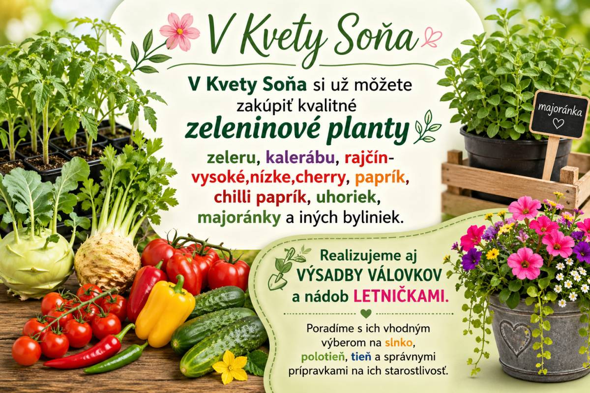 V predajni Kvety Soňa si môžete zakúpiť kvalitné zeleninové planty, ako sú zeler, kaleráb, uhorky, majoránka a ďalšie bylinky. Okrem predaja je v ponuke aj realizácia a výsadby v nádobách a poradia vám s ich výberom a starostlivosťou.