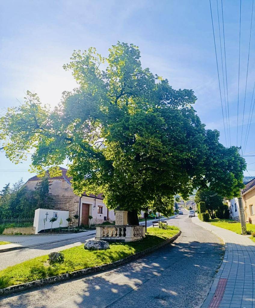 V průběhu tohoto týdne proběhne zdravotní ořez památné lípy na ulici Lípová, dále lípy v parčíku u kostela a stromu u mateřské školy.   Žádáme občany, aby v těchto lokalitách dbali zvýšené opatrnosti a respektovali případná omezení.  Děkujeme za pochopení.