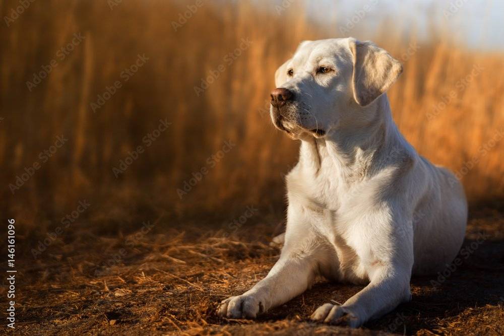 Komora veterinárnych lekárov oznamuje majiteľom psov, že v sobotu 9.5.2026 sa vykoná povinné očkovanie psov proti besnote. Očkovať sa bude pri firme Sevotech (bývalé MNV) v čase od 8.00 hod. do 8.30 hod. a pri parku v čase od 9.00 hod. do 9.30 hod. Poplatok za očkovanie je 10 €. V prípade záujmu môže byť pes zaočkovaný  aj proti iným infekčným chorbám a začipovaný. Poplatok za čipovanie s registráciou je 20 €.