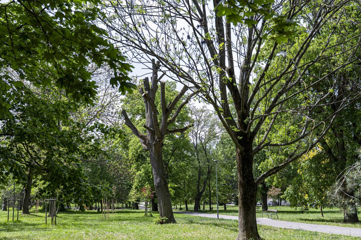 Keď jeden strom znamená celý ekosystém.   V parku D. Š. Zámostského sa nachádza tzv. zoostrom – príklad moderného prístupu k starostlivosti o mestskú zeleň. Nejde len o strom, ale o komplexný biotop, ktorý poskytuje útočisko a podmienky pre široké spektrum organizmov – od vtáctva a netopierov až po hmyz, huby či drobné cicavce.     Práve stromy so znakmi prirodzeného starnutia, ako sú dutiny či odumierajúce časti, patria medzi najcennejšie prvky biodiverzity. Zoostrom tak plní nenahraditeľnú ekologickú funkciu – podporuje kolobeh živín, zadržiava vodu, prispieva k ochladzovaniu prostredia a zvyšuje ekologickú stabilitu územia.     Zachovanie konkrétnej lipy je výsledkom arboristického posúdenia – strom je stabilný, bezpečný a zároveň mimoriadne hodnotný z pohľadu ochrany prírody.   Ide o vedomé rozhodnutie reflektujúce súčasné poznatky ekológie a adaptácie miest na klimatické zmeny.     Poďakovanie patrí Technickým službám mesta Nové Mesto nad Váhom starostlivosť o mestskú zeleň.     Zoostrom predstavuje konkrétny dôkaz, že aj mestské prostredie môže byť plnohodnotným priestorom pre život – ak k nemu pristupujeme s rešpektom.   Zoostrom v parku D. Š. Zámostského, keď jeden strom znamená celý ekosystém | www.nove-mesto.sk