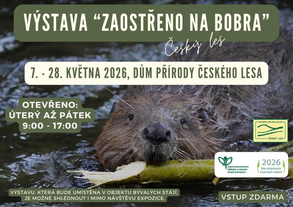 Již ode dneška 6.května až do 28.května 2026 můžete v areálu Staré pošty zdarma shlédnout výstavu "Zaostřeno na bobra". Výstava je otevřena od úterý do neděle, vždy od 9 do 17 hodin.