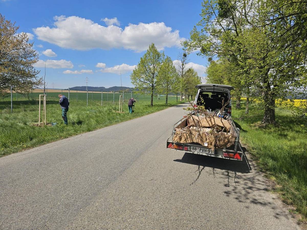 Spolupráce Správy a údržba silnic Olomouckého kraje, která vyřezala proschlé lípy a obce, která nechala vyfrézovat pařezy a nyní sadí lípy mladé.