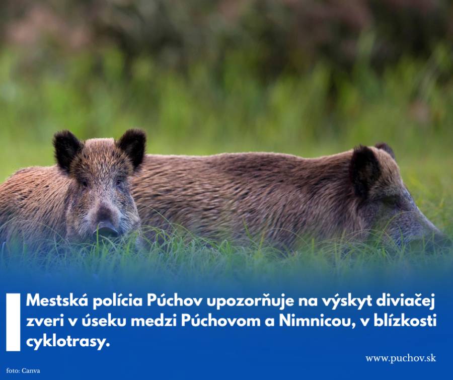 Mestská polícia v Púchove upozorňuje občanov na výskyt diviačej zveri v úseku medzi Púchovom a Nimnicou, v blízkosti cyklotrasy. Opakovane bola spozor...