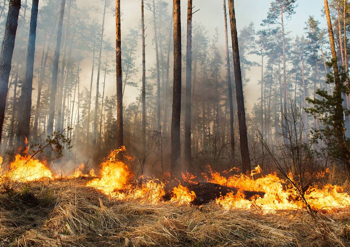⚠️Okresné riaditeľstvo Hasičského a záchranného zboru v Piešťanoch vyhlásilo čas zvýšeného nebezpečenstva vzniku požiaru. ⏰Platí od 5. mája 2026 od 11.00 h až do odvolania. V tomto období je zakázané najmä:  ❌zakladať oheň v prírode,  ❌vypaľovať trávu a porasty,  ❌spaľovať odpad,  ❌používať pyrotechniku a odhadzovať horiace predmety. Prosíme obyvateľov o zvýšenú opatrnosť a zodpovedné správanie v prírode aj v okolí suchých porastov. Ďakujeme za rešpektovanie opatrení. Viac informácií nájdete na webovej stránke mesta.