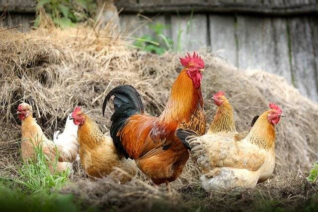 Státní veterinární správa žádá chovatele o vyplnění sčítacího listu v příloze.