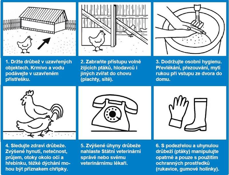 Státní veterinární správa pro Kraj Vysočina informuje o výskytu ptačí chřipky na území města Přibyslav.