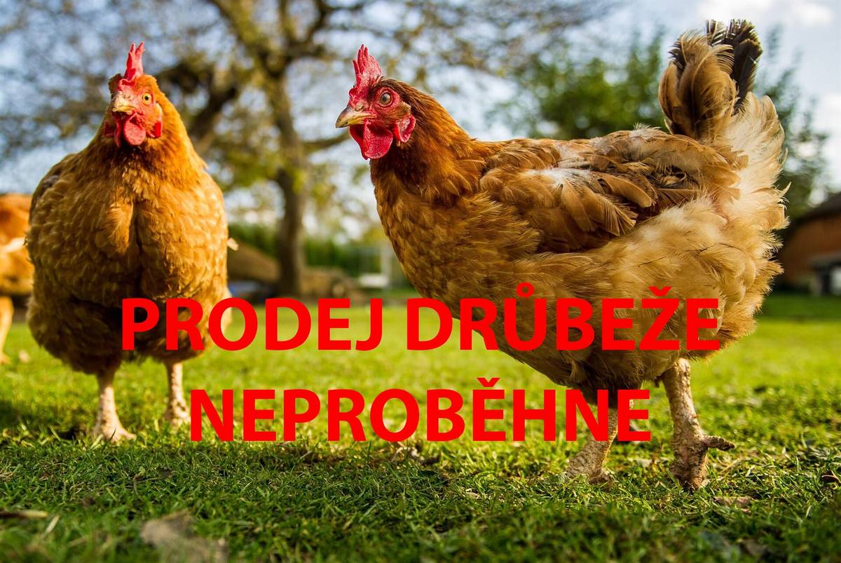 ‼️PRODEJ DRŮBEŽE NEPROBĚHNE  Nikol Drůbež nabízí k prodeji chovné kohouty, kuřice různých barev, husokačeny, kačeny, husy, krůty, krmné směsi a vitamíny. Nabídka prodeje se může změnit. Prosíme, v případě zájmu volejte nebo piště na telefonní číslo☎️603 109 880☎️Prodej se uskuteční v úterý 12. května v čase od 12:00 do 12:15 hod. v Dolanech na návsi.