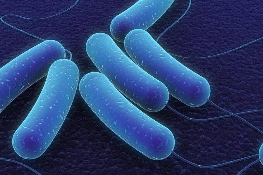 Věnujte prosím pozornost sdělení Krajské hygienické stanice obsahující aktuální informace a doporučení k onemocnění listeriózou. Listerióza je infekční onemocnění, které bývá často způsobeno požitím potravin kontaminovaných bakterií Listeria monocytogenes, velmi odolné v prostředí a přežívající i v nízkých teplotách (např. chladničce). U zdravých dospělých osob onemocnění probíhá zpravidla bezpříznakově, avšak velmi závažným zdravotním rizikem je listerióza pro těhotné ženy. Více informací naleznete v přiložených letácích.