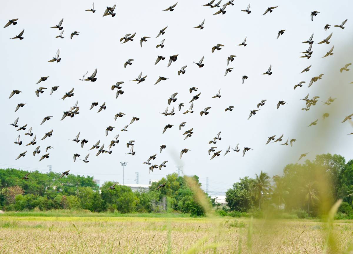 Dnes odpoledne bude na polích při hranici Poruby a Vřesiny zahájeno plašení holubů 🐦. Tato činnost potrvá přibližně deset dnů 📅. Plašení může být doprovázeno zvuky připomínajícími výstřely🔊. Nejedná se však o nebezpečnou situaci, není tedy důvod k obavám. Děkujeme za pochopení 🤝.
