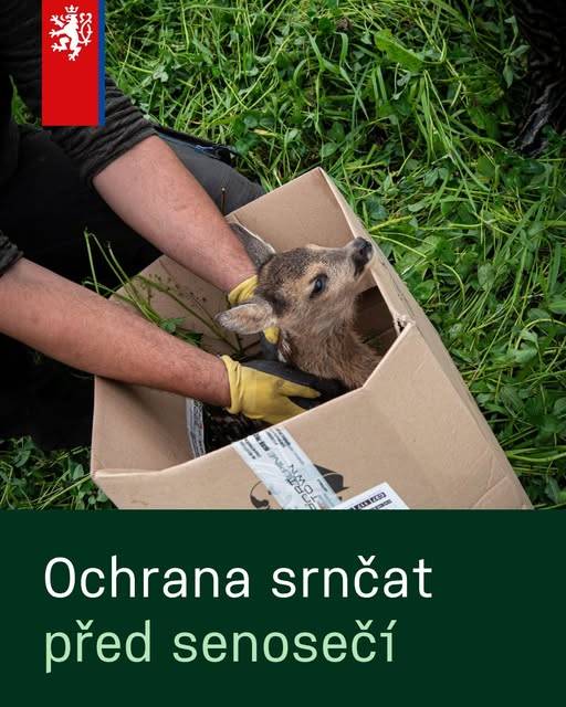 Začíná sezóna senosečí: Věděli jste, že srnčata se před nebezpečím neschovávají útěkem, ale tím, že „zkamení“? V husté trávě jsou pro řidiče moderních strojů prakticky neviditelná. Vláda také projednala novelu na ochranu zvířat proti týrání.