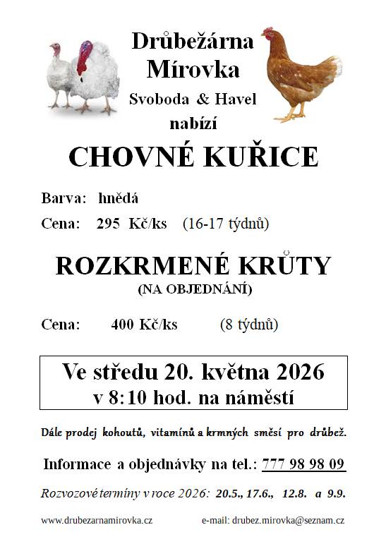 Chovné kuřice