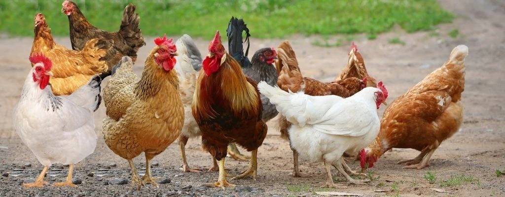 Drůbežárna Prace bude  v pátek 15. 5.  ve 13:05 hod. prodávat:     mladé kuřice a kohouty, slepice po roce snášky za 140Kč,   brojlerová kuřata, krůty, káčata, housata a husokačeny Mulard,   krmivo pro drůbež a králíky, vitamínové doplňky   a dále pak vykupovat králičí kožky - cena 10 Kč/ks.