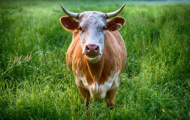 Hlavný veterinárny lekár Slovenskej republiky MVDr. Martin Chudý nariaďuje mimoriadne núdzové opatrenia s platnosťou a účinnosťou od 21.3.2025 do odvolania. Viac info v priloženom dokumente.